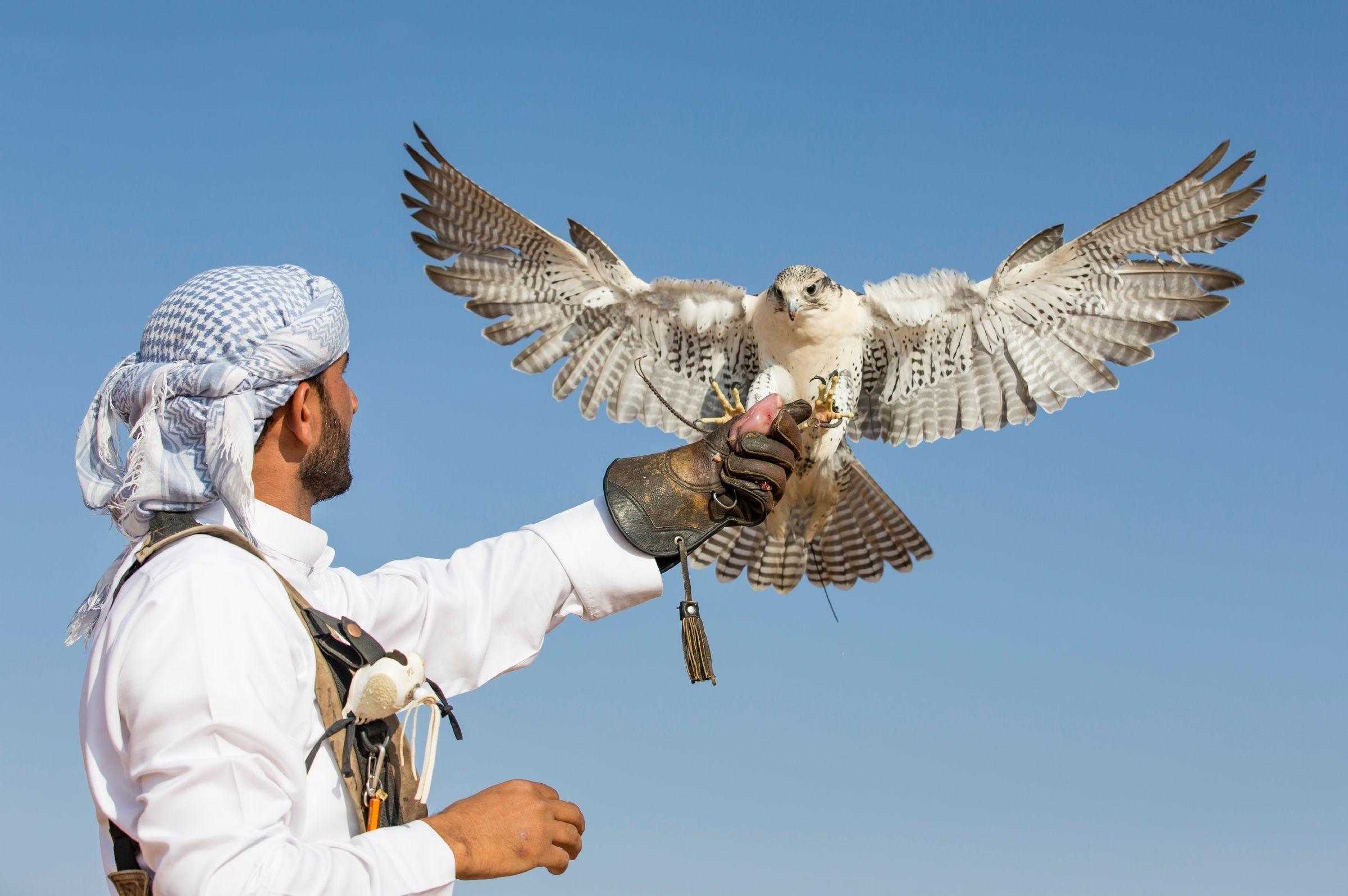 Un falconiere addestra un Falco Pellegrino nel deserto di Dubai. ©Katiekk2/Getty Images