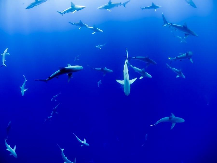 maldive pesci snorkeling
