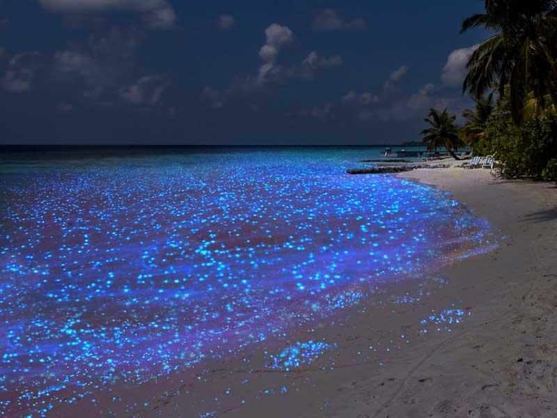 Vaadhoo Beach: the Sea of Stars in the Maldives