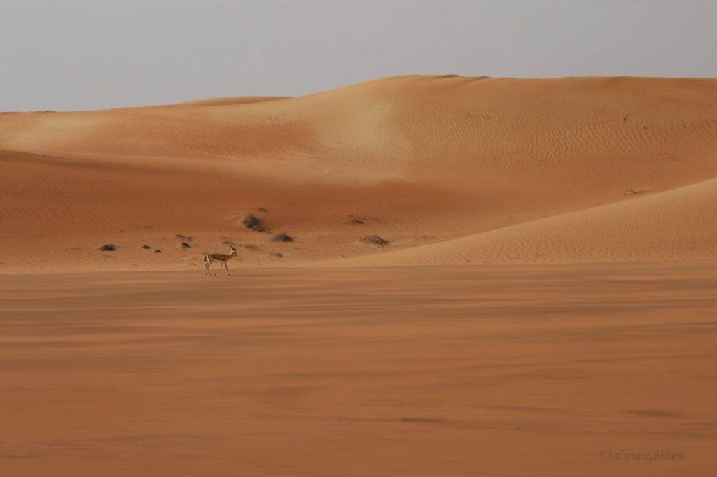 Dubai, lone antelope
