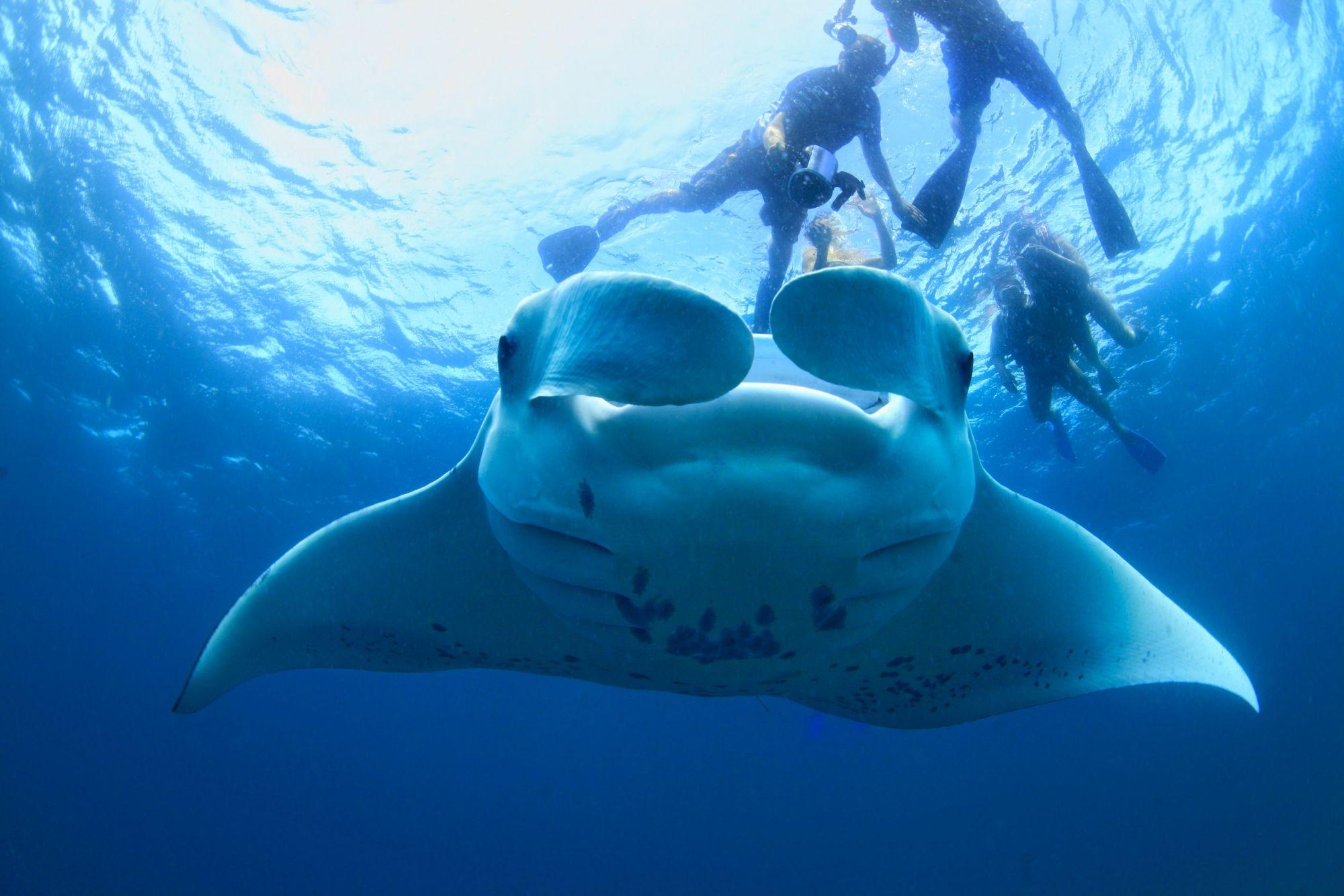 Dove fare snorkelling alle Maldive: Hanifaru Bay