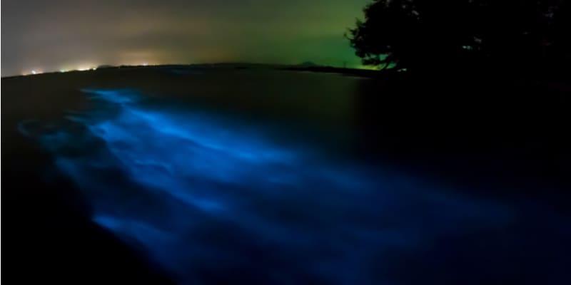bioluminescenza_1