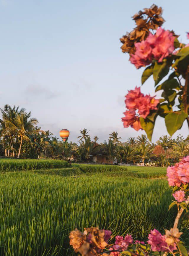 Ballonfahrt Reisfelder