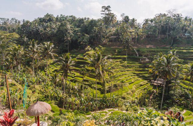 Tegallalang Reisterrassen Panorama