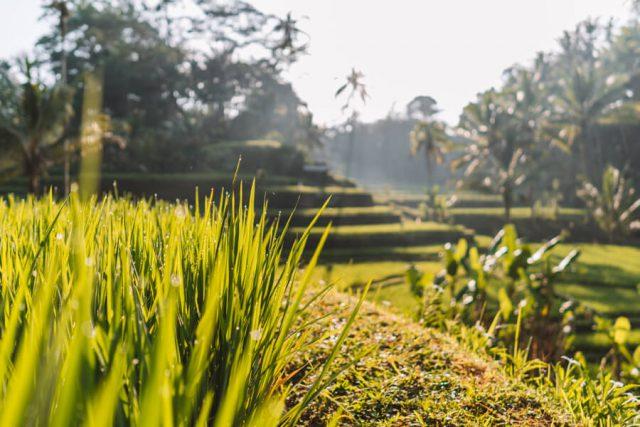Tegallalang Reisterrassen Morgenlicht